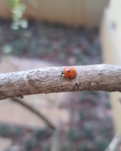 Asian Lady Beetle