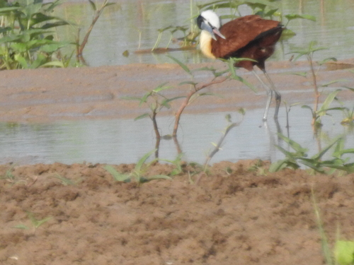iNaturalist image