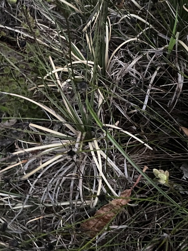 Dasypogon bromeliifolius, photograph 5