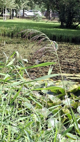 common reed