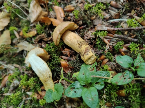 Aureoboletus moravicus — (c) vuikaan, some rights reserved (CC BY)