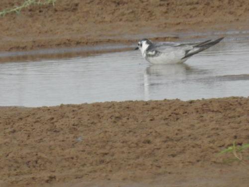 iNaturalist image