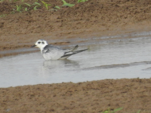 iNaturalist image