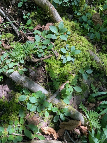 Micranthes virginiensis, photograph 4