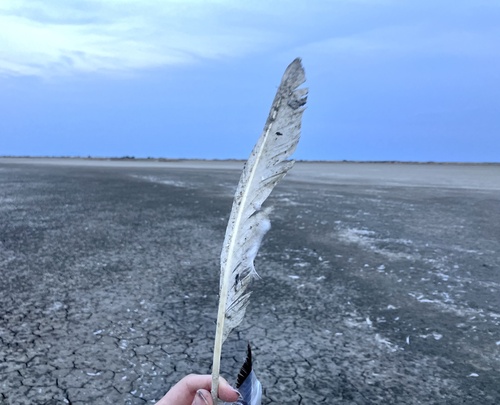 Plume de Spatule blanche