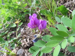 Lathyrus nevadensis