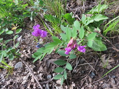 Lathyrus nevadensis