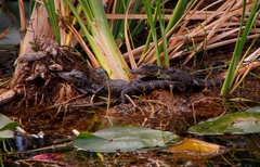 Alligator mississippiensis image