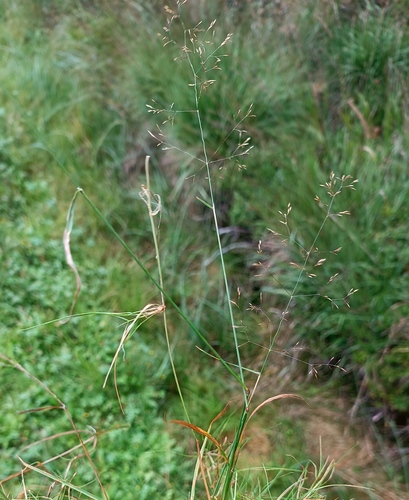 Agrostis canina observed 2026-09-02