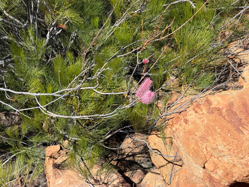 Grevillea petrophiloides, photograph 6