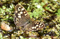 Pararge aegeria
