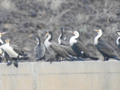 iNaturalist image