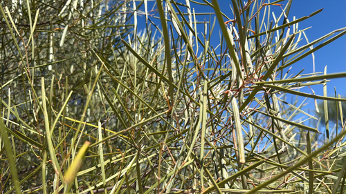 Acacia ramulosa observed 2026-08-30
