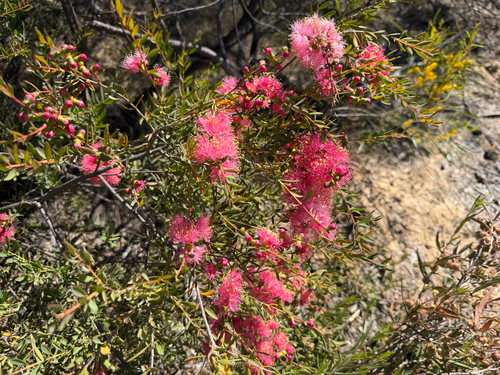 Melaleuca fulgens, photograph 3