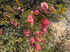 Melaleuca fulgens, photograph (c) smathichong, some rights reserved (CC BY)