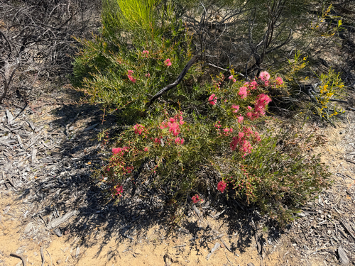 Melaleuca fulgens, photograph 4