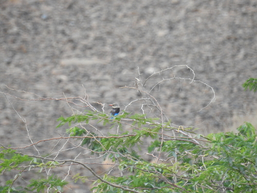 Gray-headed Kingfisher