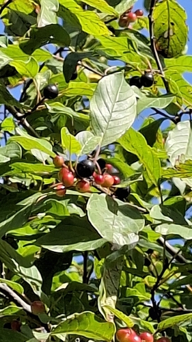 alder buckthorn