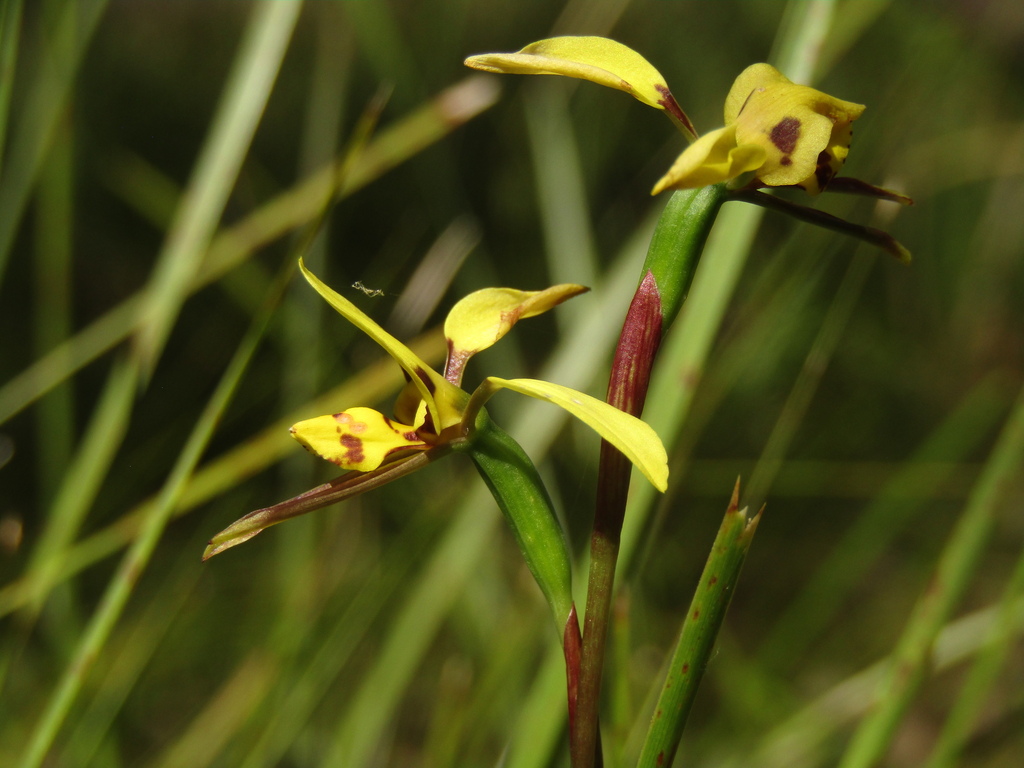 Diuris sulphurea; photograph (c) Samuel Frankel, some rights reserved (CC BY)