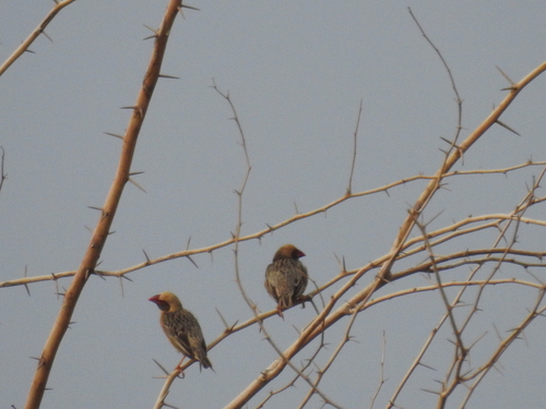 Red-billed Quelea