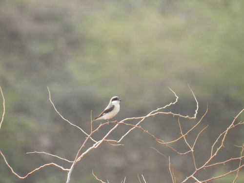 Lesser Grey Shrike