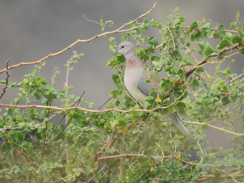 Laughing Dove