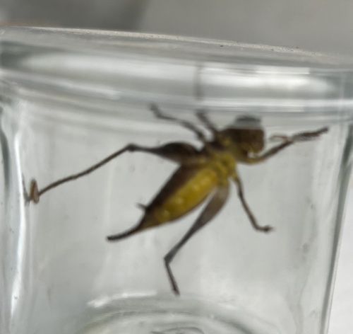 Dark Bush-cricket