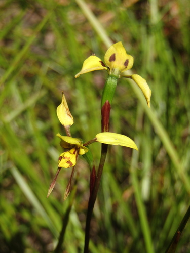 Diuris sulphurea, photograph 4