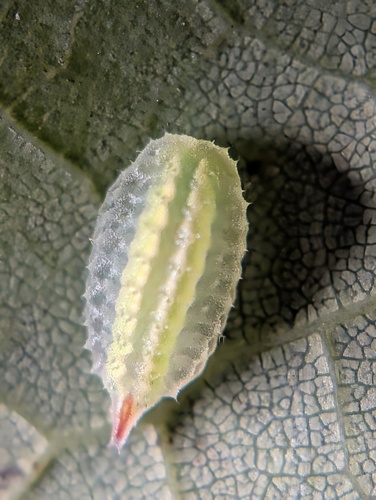 Elegant Tailed Slug Moth photo 3