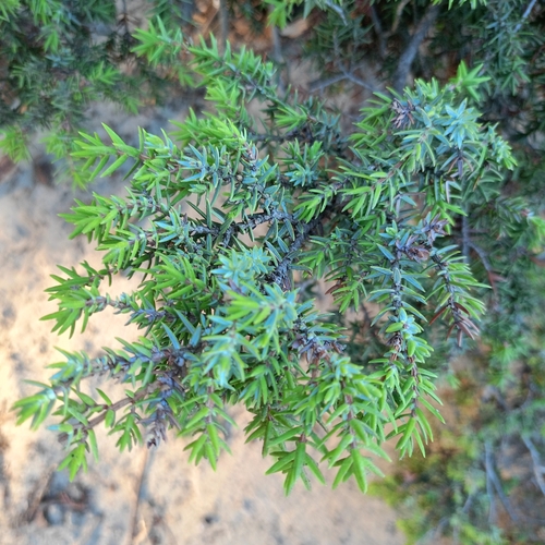 large-fruited juniper