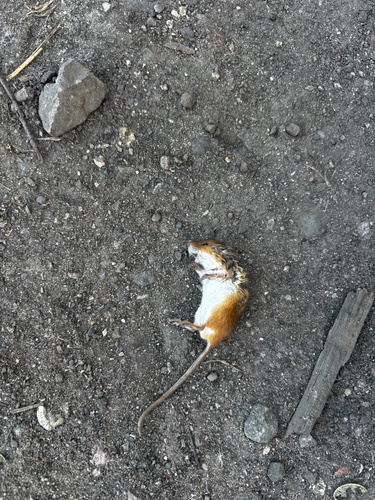 Eurasian Harvest Mouse