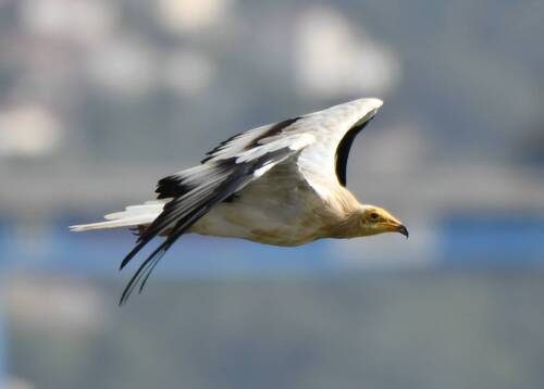 Egyptian Vulture