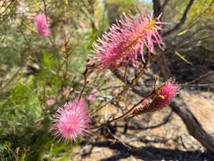 Grevillea petrophiloides, photograph (c) smathichong, some rights reserved (CC BY)