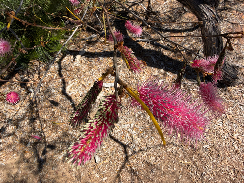 Grevillea petrophiloides, photograph 4