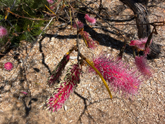 Grevillea petrophiloides, photograph (c) smathichong, some rights reserved (CC BY)