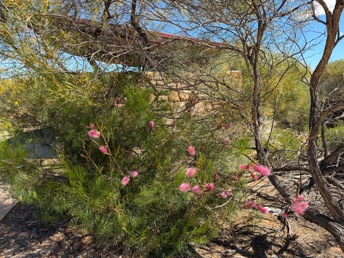 Grevillea petrophiloides, photograph 5