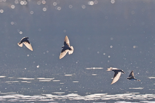Bank Swallow