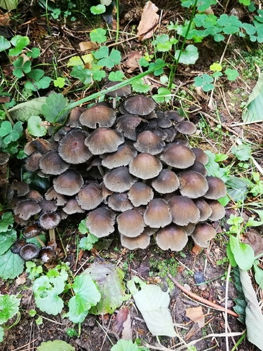 Kupstinė trapiabudė
