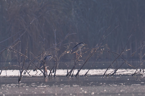 Black-crowned Night Heron
