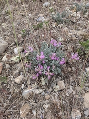 Astragalus utahensis