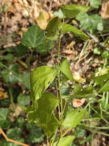 Lathyrus aureus, photograph 5