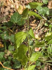 Lathyrus aureus, photograph (c) Сергей Голубев, some rights reserved (CC BY)