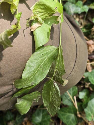 Lathyrus aureus, photograph 6