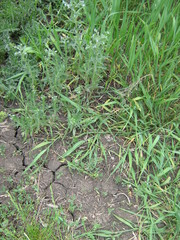Lappula squarrosa