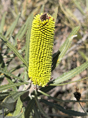 Banksia attenuata, photograph (c) smathichong, some rights reserved (CC BY)