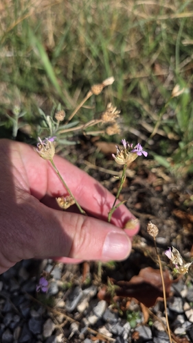 Petrorhagia prolifera, photograph 4