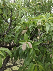 Prunus