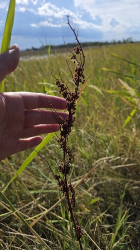 Rumex stenophyllus, photograph 5