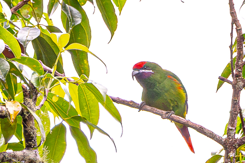 Oreopsittacus arfaki observed 2026-03-12