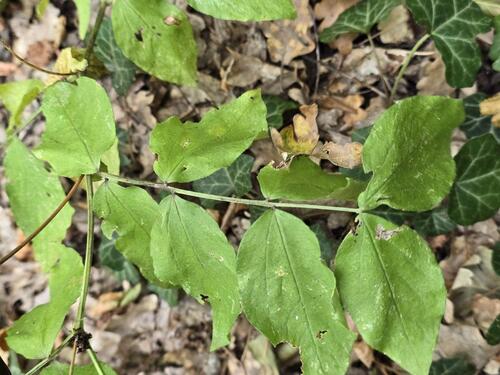 Lathyrus aureus, photograph 3